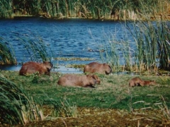 Estao Ecolgica do Taim