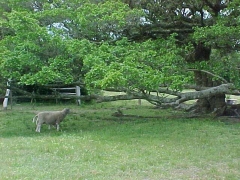 Eco-Museu da Picada