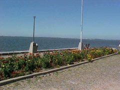 Projeto Flores