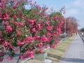 Flores canalete