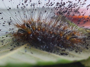 Lagarta fuligem � encontrada no Munic�pio