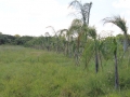 Parque Urbano do Bolaxa SMMA, REB e Bungue  Cerca e Plantio Nativo - Crdito: Luiz Arthur Filho