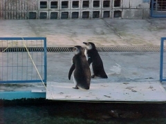 Centro de Recuperao de Animais Marinhos